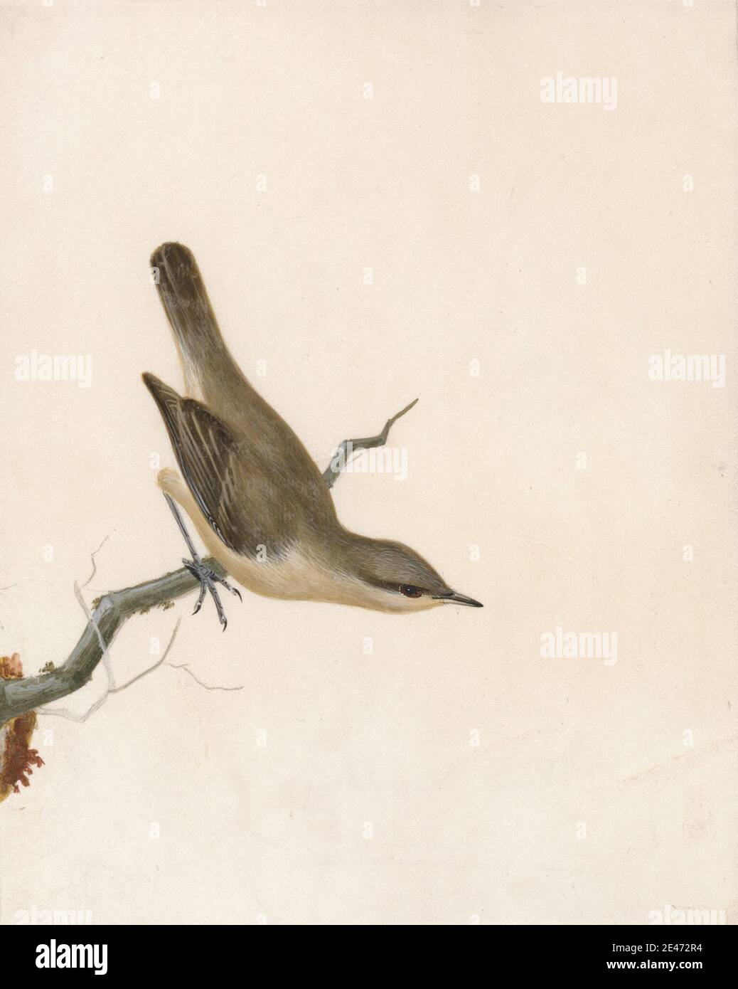 William Lewin, 1747–1795, britannico, Warbler: Reed Wren, prima del 1790. Acquerello, gouache, grafite e penna e inchiostro nero su vellum medio, liscio, bianco. Arte animale , uccello , ramo , perch , stren Foto Stock William Lewin, 1747–1795, britannico, Warbler: Reed Wren, prima del 1790. Acquerello, gouache, grafite e penna e inchiostro nero su vellum medio, liscio, bianco. Arte animale , uccello , ramo , perch , stren Foto Stock