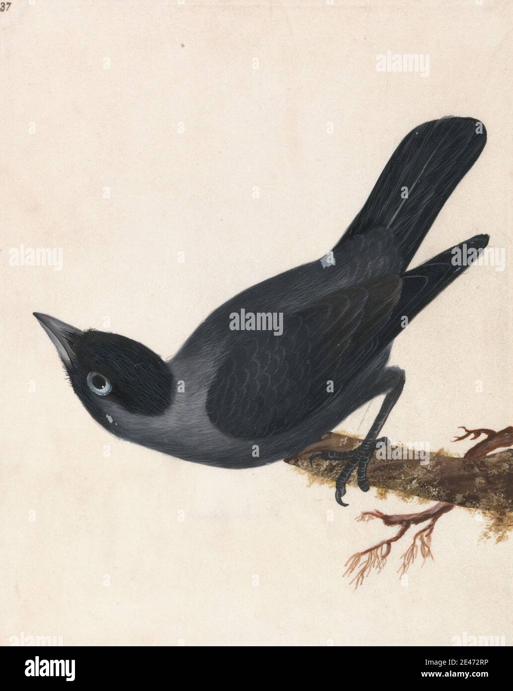 William Lewin, 1747–1795, British, Crow: Jackdaw, prima del 1790. Acquerello e gouache su grafite con gomma arabica su vellum medio, liscio, bianco. Arte animale , uccello , ramo , corvo (animale) , persico Foto Stock William Lewin, 1747–1795, British, Crow: Jackdaw, prima del 1790. Acquerello e gouache su grafite con gomma arabica su vellum medio, liscio, bianco. Arte animale , uccello , ramo , corvo (animale) , persico Foto Stock