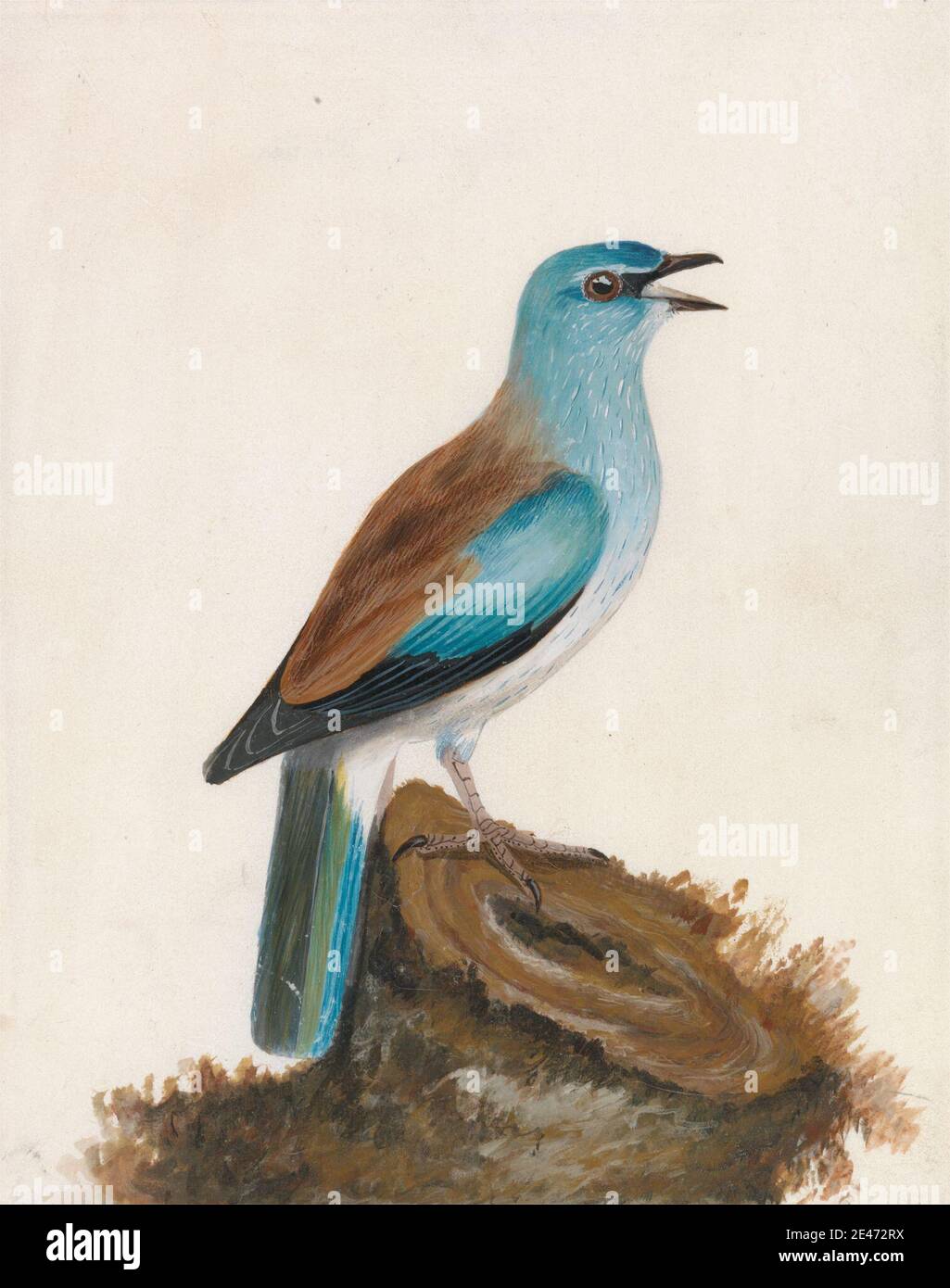 William Lewin, 1747–1795, British, Roller: Rullo di garrulous, prima del 1790. Acquerello e gouache su grafite con gomma arabica su vellum medio, liscio, bianco. Arte animale , becco , uccello , rullo , moncone Foto Stock William Lewin, 1747–1795, British, Roller: Rullo di garrulous, prima del 1790. Acquerello e gouache su grafite con gomma arabica su vellum medio, liscio, bianco. Arte animale , becco , uccello , rullo , moncone Foto Stock