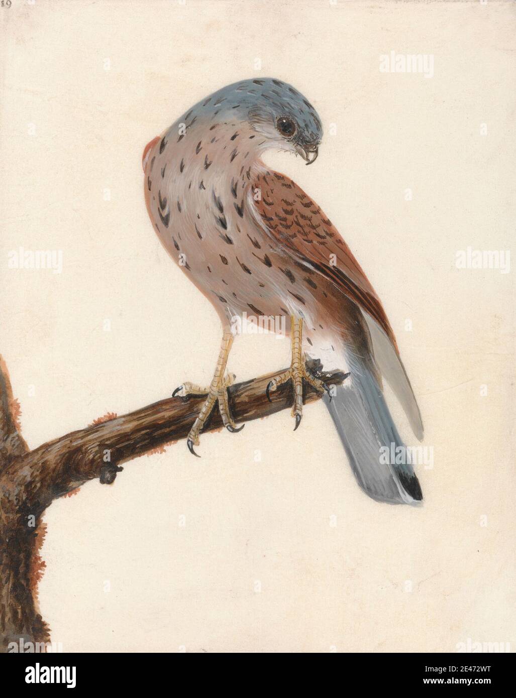 William Lewin, 1747–1795, inglese, Falcon: Hen Krestel, prima del 1790. Acquerello, gouache, grafite e penna e inchiostro nero su vellum bianco medio liscio. Arte animale , uccello , ramo , falco (uccello) , persico Foto Stock William Lewin, 1747–1795, inglese, Falcon: Hen Krestel, prima del 1790. Acquerello, gouache, grafite e penna e inchiostro nero su vellum bianco medio liscio. Arte animale , uccello , ramo , falco (uccello) , persico Foto Stock