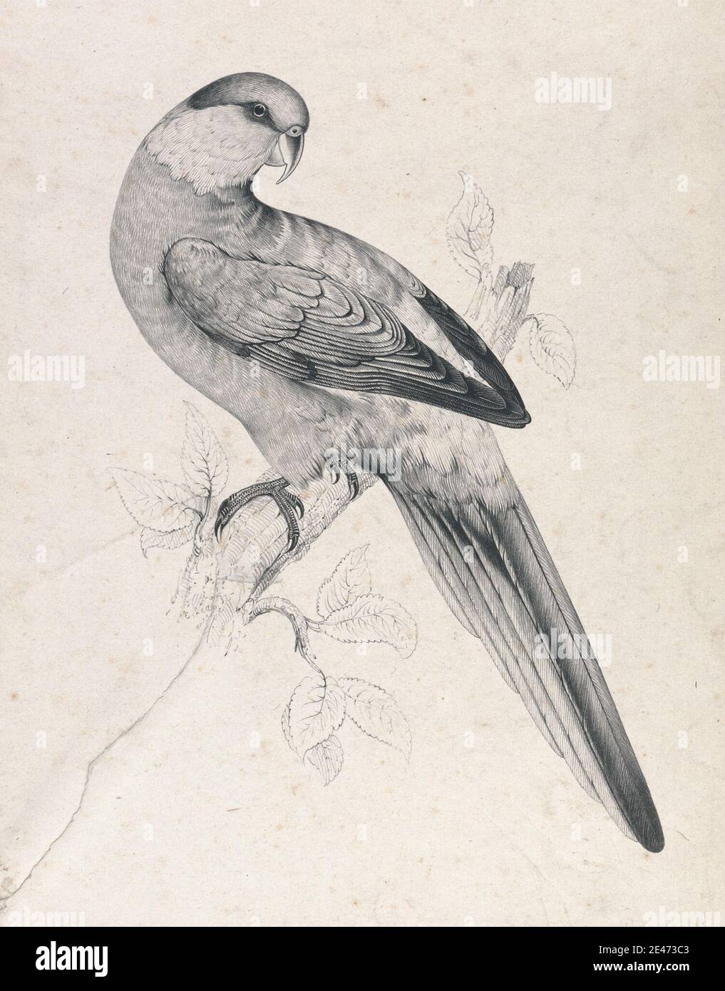 Edward Lear, 1812–1888, inglese, Red-capped Parrakeet, maschio (piatto 21), 1832. Prova litografica stampata in inchiostro nero su colle di china. Dominio pubblico Foto Stock Edward Lear, 1812–1888, inglese, Red-capped Parrakeet, maschio (piatto 21), 1832. Prova litografica stampata in inchiostro nero su colle di china. Dominio pubblico Foto Stock