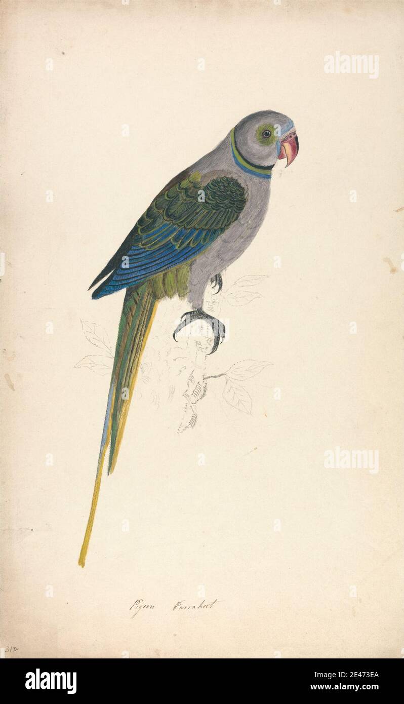 Artista sconosciuto, XIX secolo, Pigeon Parrakeet, 1832. Acquerello e grafite su carta di wove. Arte animale , uccello , ramo , foglie , piccione Foto Stock Artista sconosciuto, XIX secolo, Pigeon Parrakeet, 1832. Acquerello e grafite su carta di wove. Arte animale , uccello , ramo , foglie , piccione Foto Stock