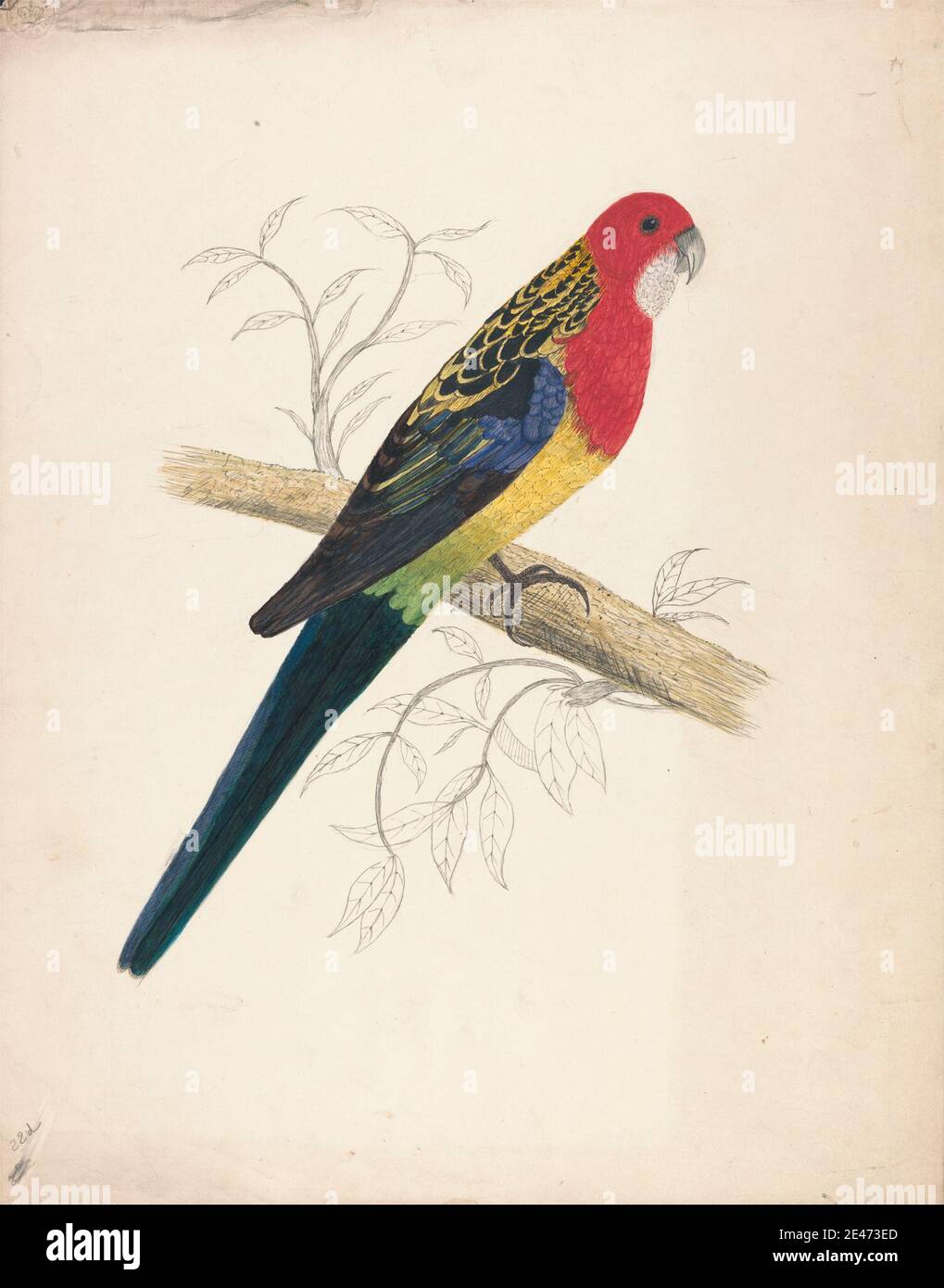 Artista sconosciuto, XIX secolo, Red-capped Parakeet (femminile), 1832. Acquerello e inchiostro nero e grafite su carta di wove. Arte animale , uccello , ramo , femmina , foglie Foto Stock Artista sconosciuto, XIX secolo, Red-capped Parakeet (femminile), 1832. Acquerello e inchiostro nero e grafite su carta di wove. Arte animale , uccello , ramo , femmina , foglie Foto Stock