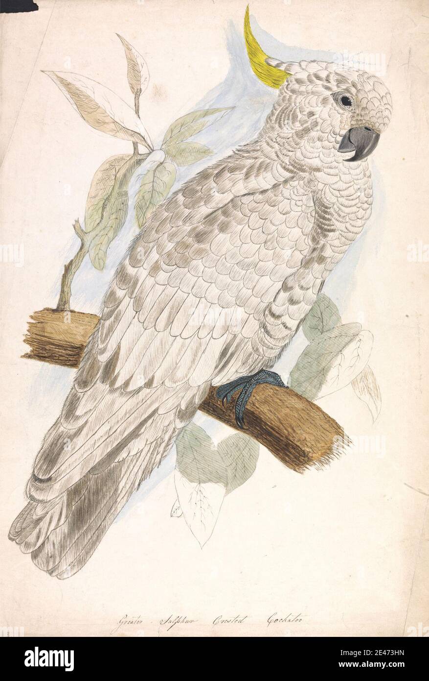 Artista sconosciuto, diciannovesimo secolo, Cockatoo di zolfo maggiore, ca. 1832. Acquerello, penna e inchiostro nero, e grafite su carta di wove beige di spessore moderato, leggermente testurizzata. Arte animale , becco , uccello , ramo , cockatoo , piume , foglie , talloni Foto Stock Artista sconosciuto, diciannovesimo secolo, Cockatoo di zolfo maggiore, ca. 1832. Acquerello, penna e inchiostro nero, e grafite su carta di wove beige di spessore moderato, leggermente testurizzata. Arte animale , becco , uccello , ramo , cockatoo , piume , foglie , talloni Foto Stock