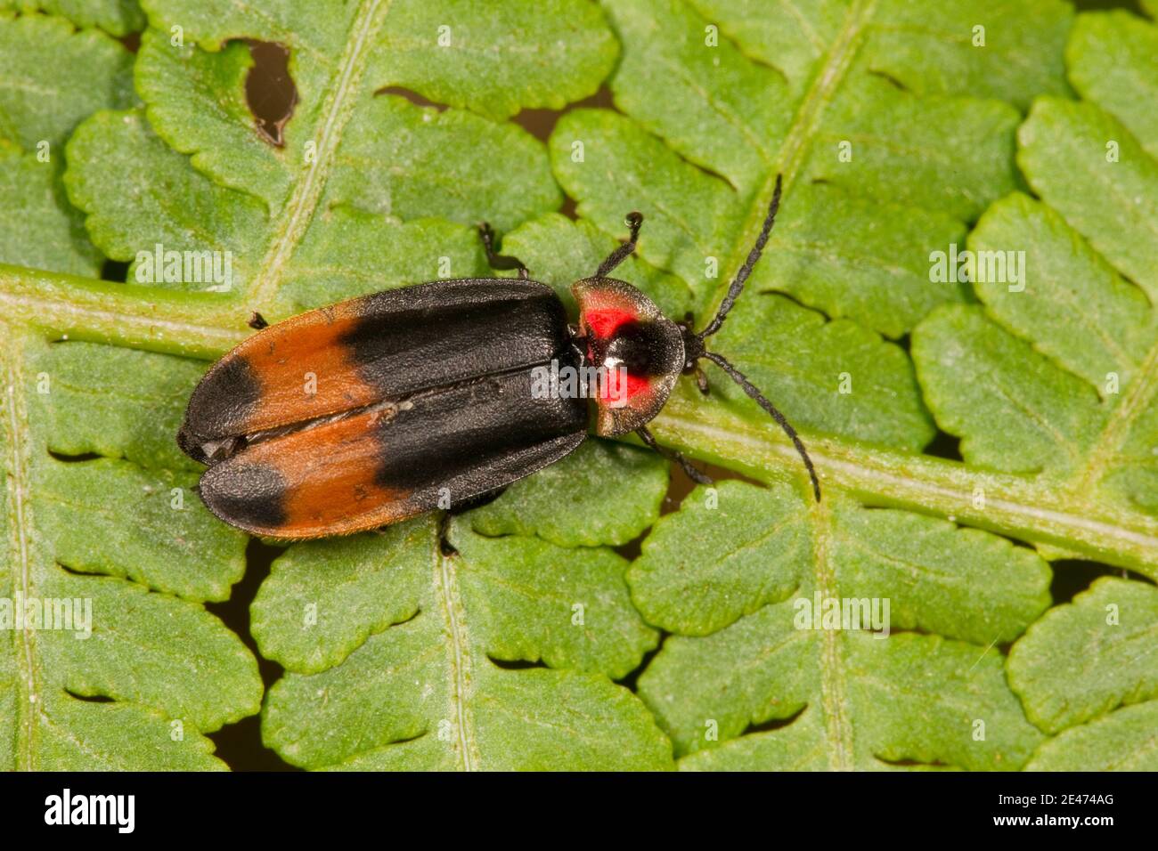 Beetle Firefly non identificato, Bicellonycha sp., Lampyridae. Foto Stock