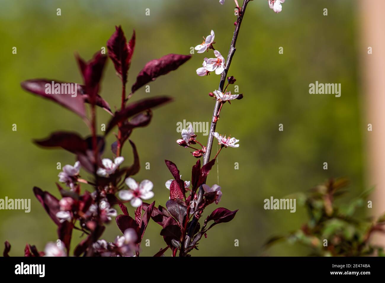 Ragnatele che collegano i fiori nell'albero durante la primavera Foto Stock