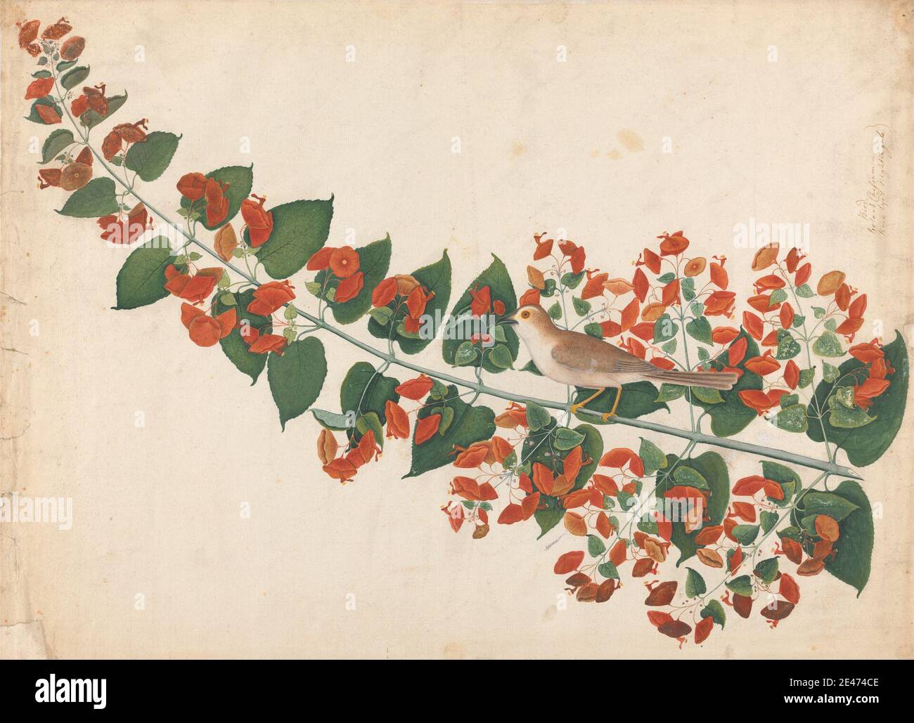 Artista sconosciuto, probabilmente indiano, Babbler dagli occhi gialli (Chrysomma sinense) arroccato sulla pianta cinese del cappello (Holmskioldia sanguinea), ca. 1770. Acquerello, gouache, e penna e inchiostro su carta leggermente spessa, leggermente testurizzata, crema posata. Arte animale , uccello , soggetto botanico , piante (botanica). India Foto Stock Artista sconosciuto, probabilmente indiano, Babbler dagli occhi gialli (Chrysomma sinense) arroccato sulla pianta cinese del cappello (Holmskioldia sanguinea), ca. 1770. Acquerello, gouache, e penna e inchiostro su carta leggermente spessa, leggermente testurizzata, crema posata. Arte animale , uccello , soggetto botanico , piante (botanica). India Foto Stock