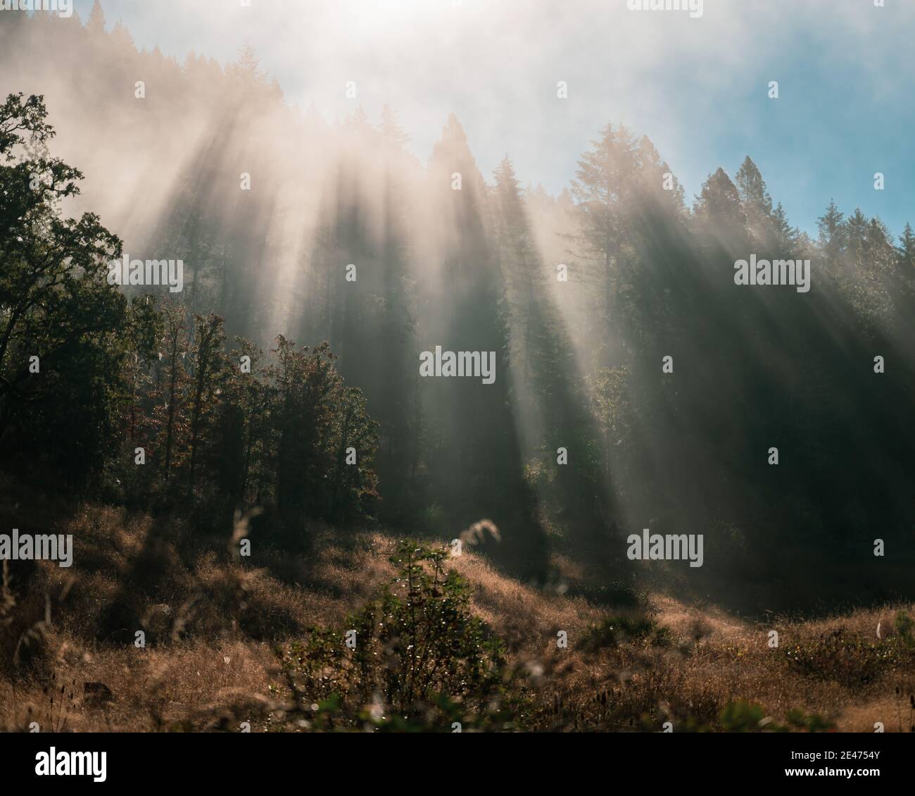 Spettacolari raggi di dio che brillano su una foresta e un prato Foto Stock