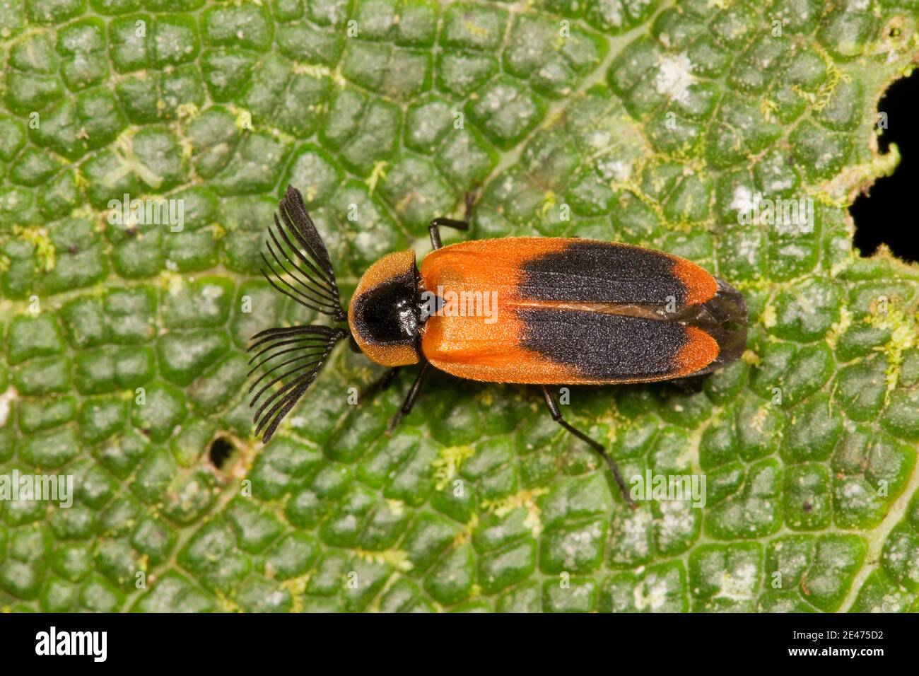 Non identificato Firefly Beetle maschio, cladodes sp., Lampyridae. Foto Stock