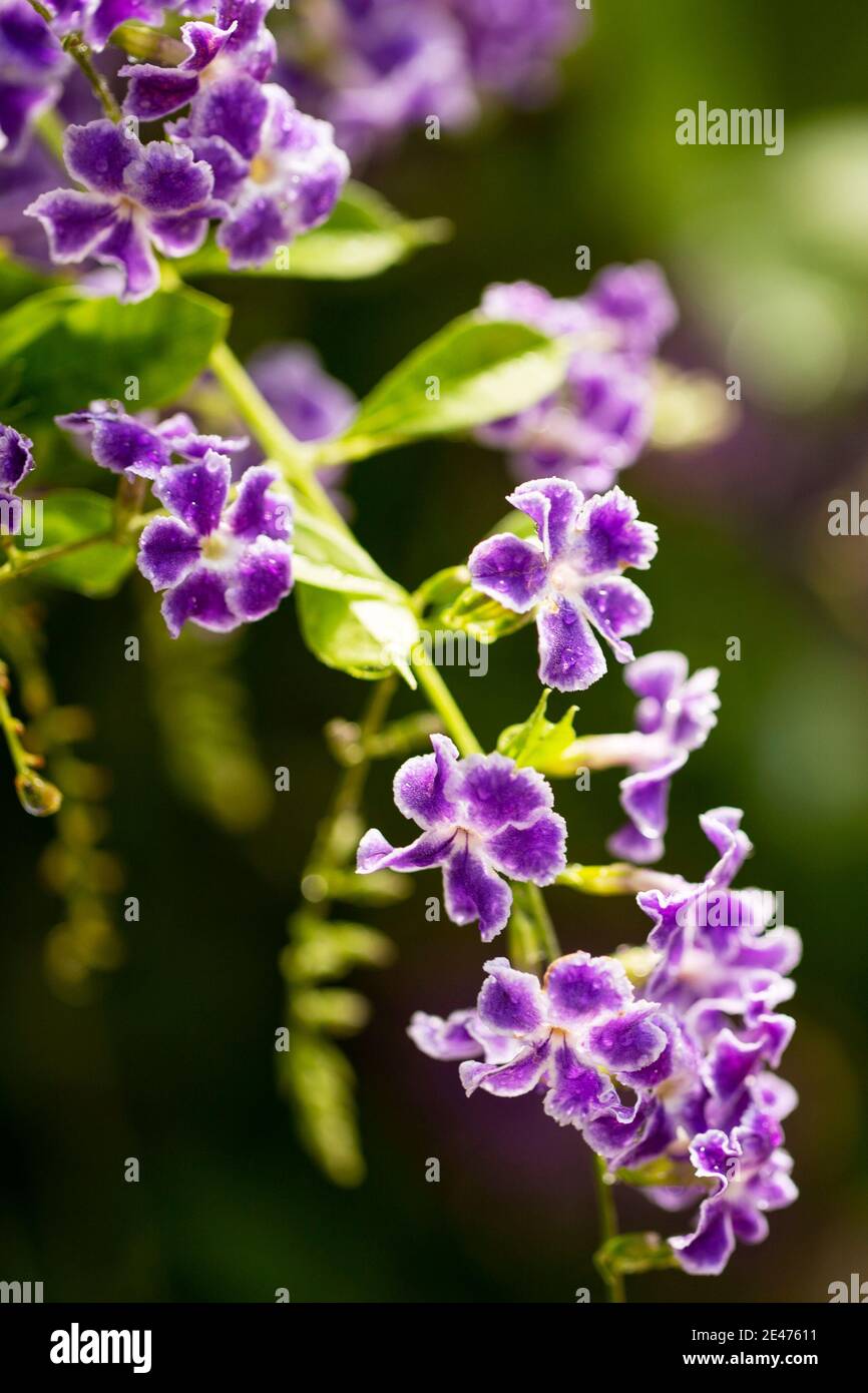 Duranta erecta, conosciuta come dewdrop d'oro, bacche di piccione, e skyflower, un arbusto tropicale fiorito nella famiglia Verbenaceae verbena. Foto Stock