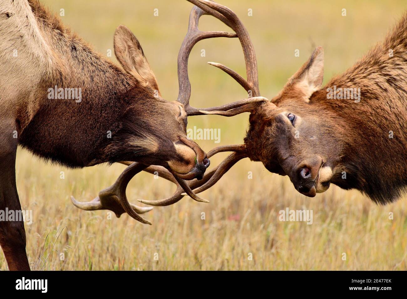 Un'immagine ravvicinata di due alci toro 'Cervus elaphus', bloccati in combattimento in un prato rurale nel Jasper National Park Alberta Canada. Foto Stock