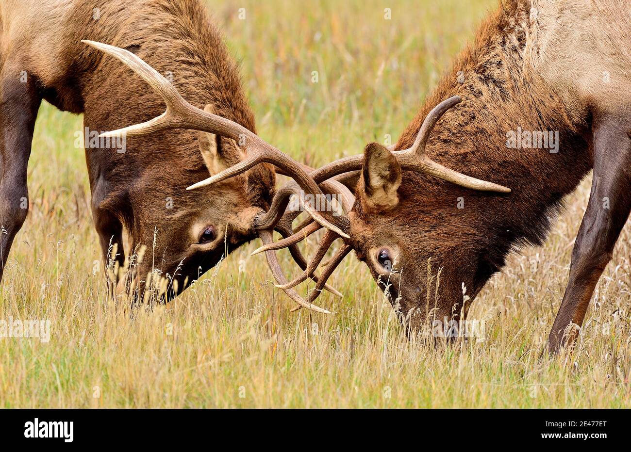 Un'immagine ravvicinata di due alci toro 'Cervus elaphus', bloccati in combattimento in un prato rurale nel Jasper National Park Alberta Canada. Foto Stock