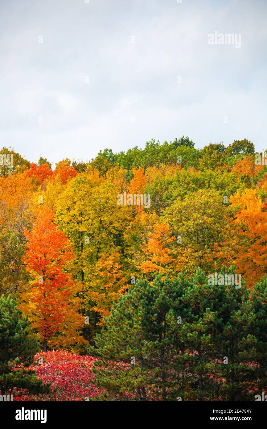 Colorati alberi autunnali nel Wisconsin con spazio di copia, verticale Foto Stock