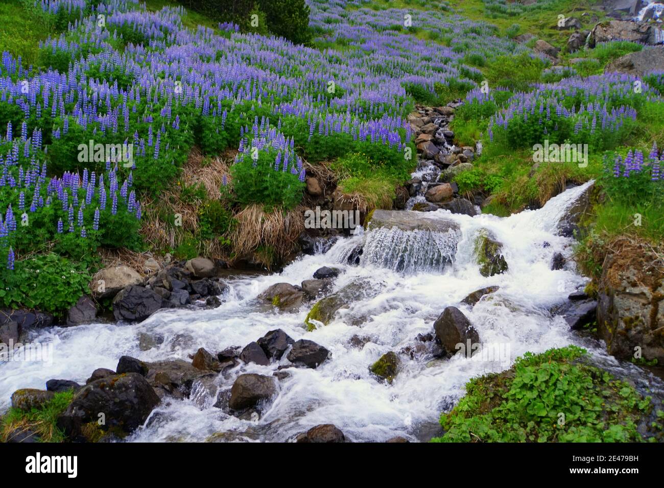 La cascata running con fiori di lupino vicino Seydisfjordur, Islanda durante l'estate Foto Stock