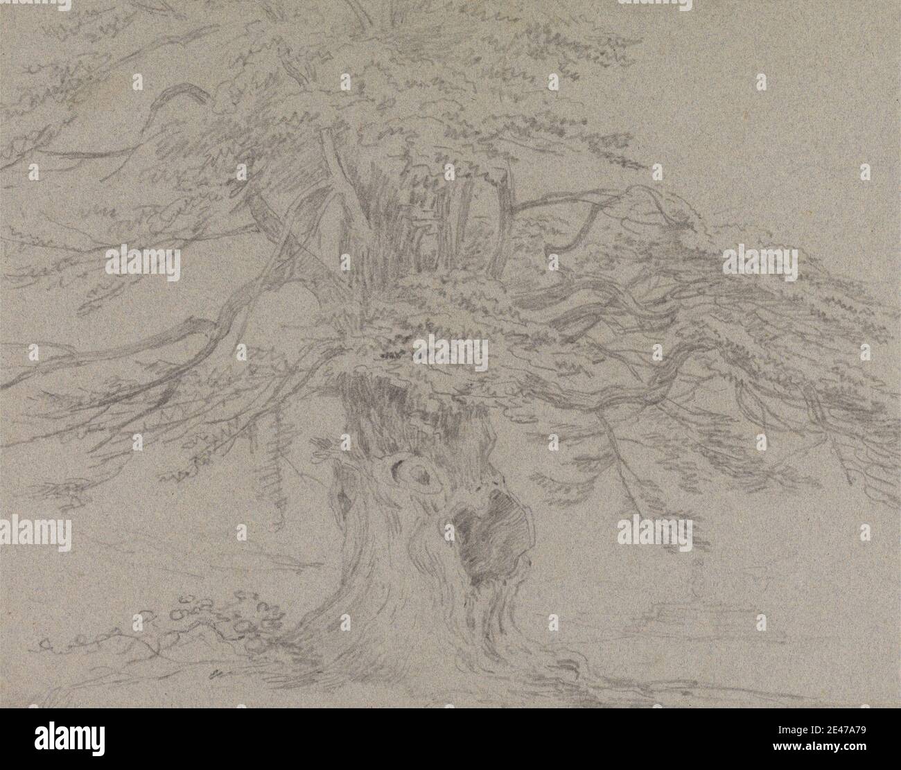 Sir George Howland Beaumont 7nd Baronet, 1753–1827, British, Tree Study, 1807. Grafite e gesso nero su carta wove media, moderatamente testurizzata, grigia. Paesaggio , albero Foto Stock
