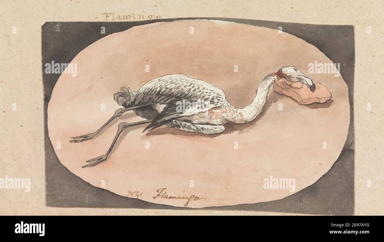 Robert Mabon, morto nel 1798, britannico, Flamingo, senza. Acquerello e grafite con penna e inchiostro nero su carta media, leggermente testurizzata, crema wove. Arte animale , uccello , morto Foto Stock Robert Mabon, morto nel 1798, britannico, Flamingo, senza. Acquerello e grafite con penna e inchiostro nero su carta media, leggermente testurizzata, crema wove. Arte animale , uccello , morto Foto Stock