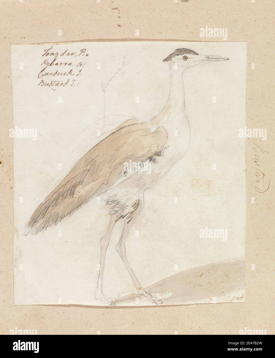 Robert Mabon, morto 1798, britannico, Bustard, senza. Acquerello e grafite su carta media, leggermente testurizzata, crema, arte animale, becco, uccello, ali (componenti per mobili) Foto Stock