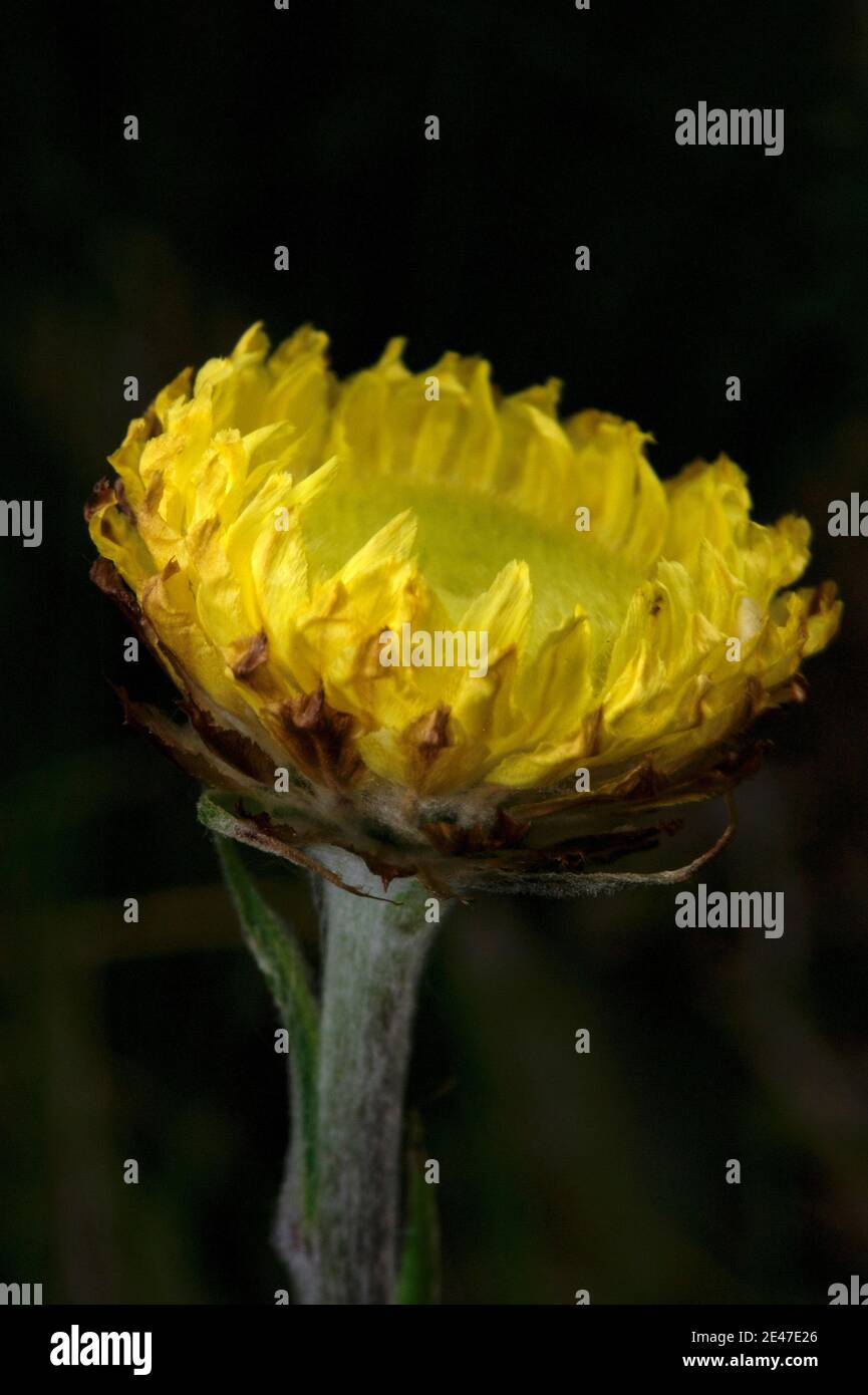 Le margherite eterne (Helichrysum scorpioides) hanno ottenuto il loro nome perché, una volta asciugate e pressate sembrano durare per sempre!. Altre specie condividono il nome. Foto Stock