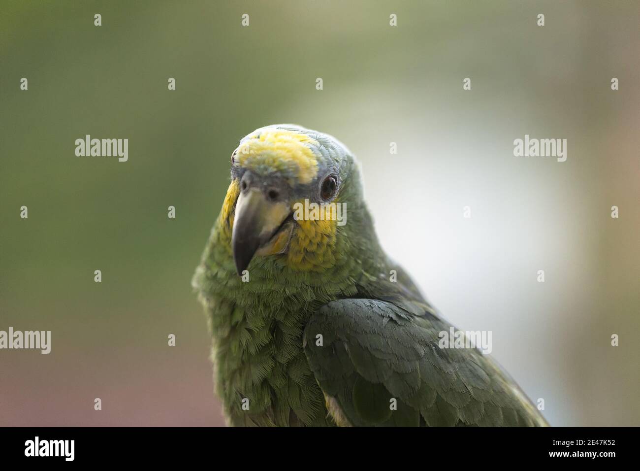 Primo piano di Amazon Parrot, Amazona barbadensis con spalla gialla e fuoco selettivo Foto Stock