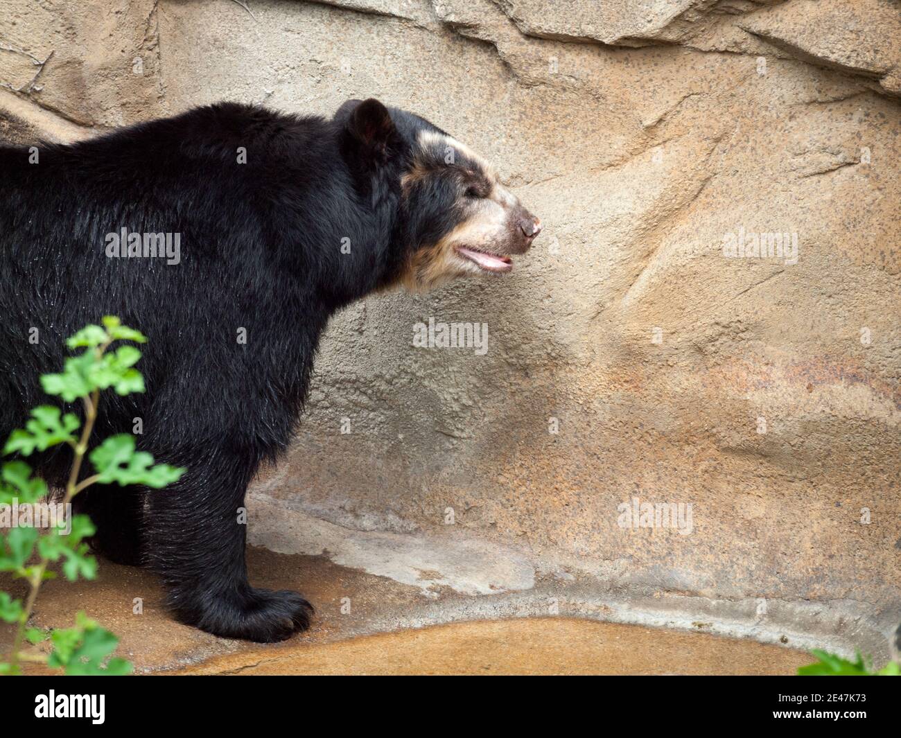 Un orso spettacolare (Tremarctos ornatus), noto anche come orso andino, o orso andino dalla faccia corta, in cattività al Lincoln Park Zoo di Chicago. Foto Stock