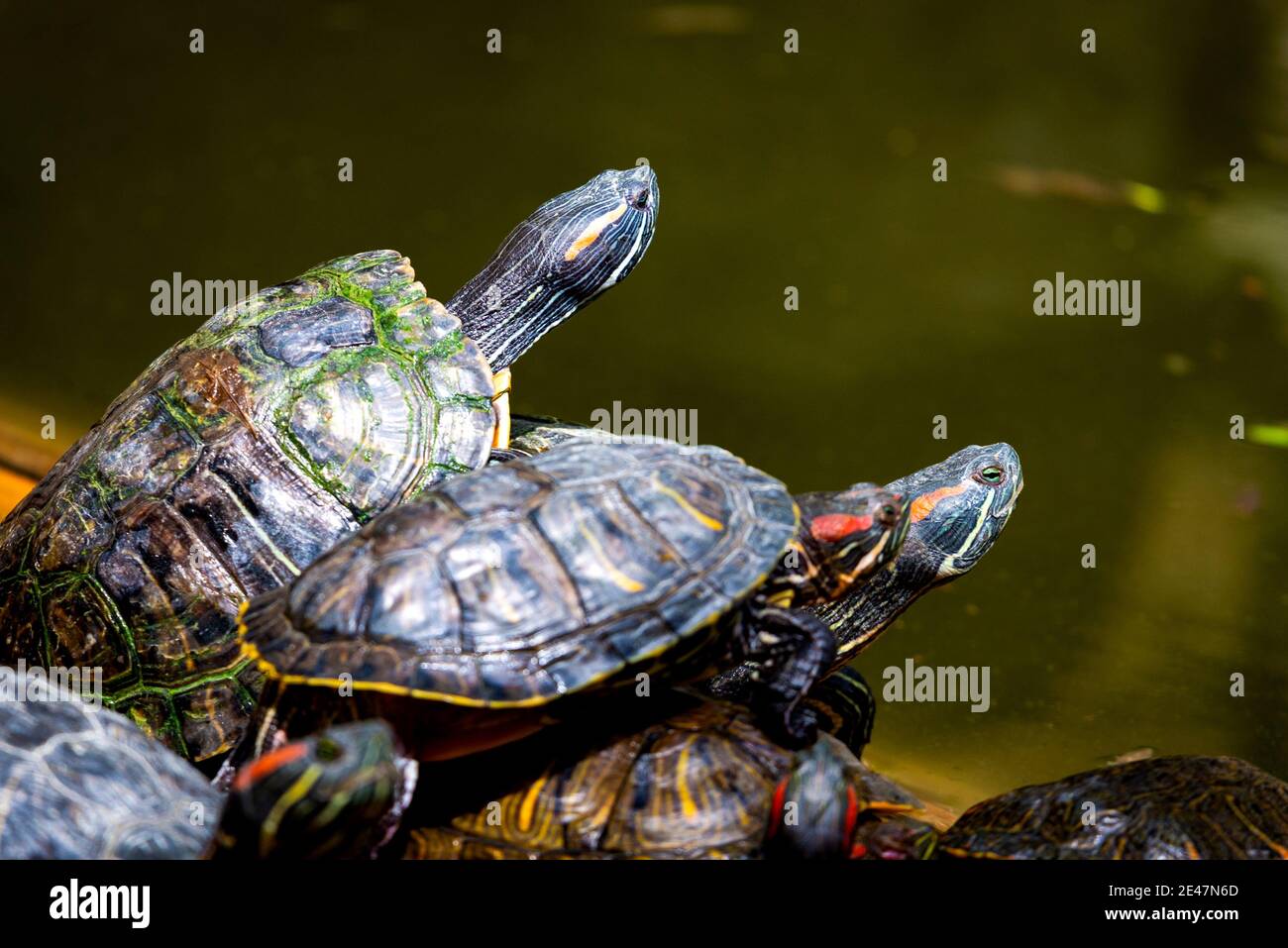 Gruppo di slider rosso-arato o Trachemys scripta elegans in piscina. Dozzine di tartarughe a cursore gialle che si abbronzano su una superficie di legno. Foto Stock