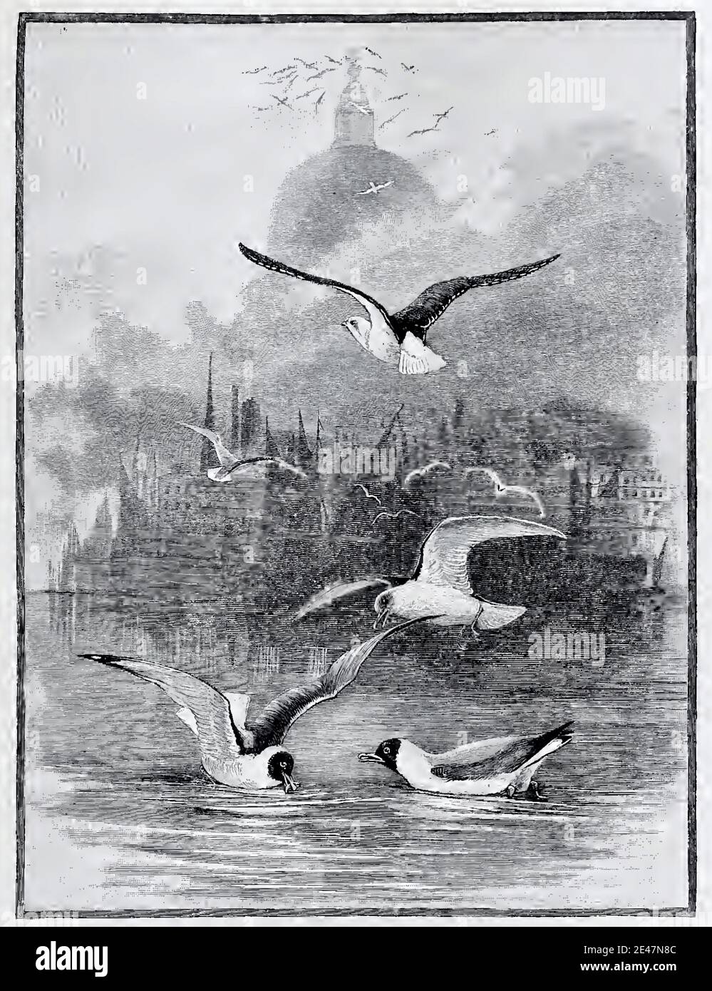Illustrazione d'epoca dell'artista faunistico Charles Whymple intitolata Gulls on the Thames. L'immagine mostra le gabbie sul Tamigi con St Paul's nelle vicinanze. Foto Stock