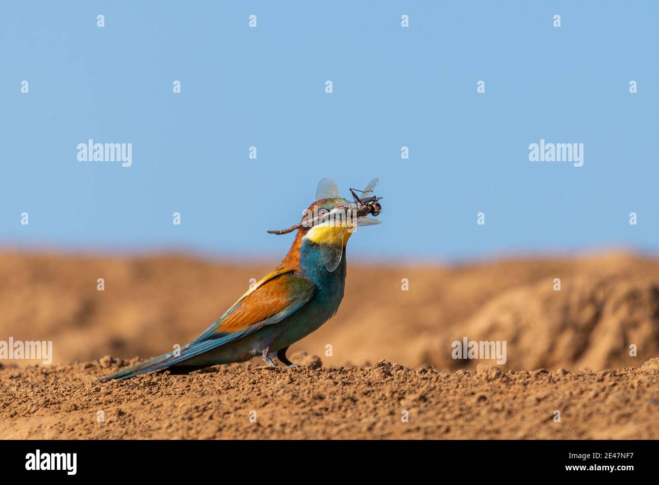 Ape-mangiatore d'oro con preda. Caccia di libellula e altri insetti. Uccello luminoso multicolore su un terreno. MEROPS apiaster. Foto Stock