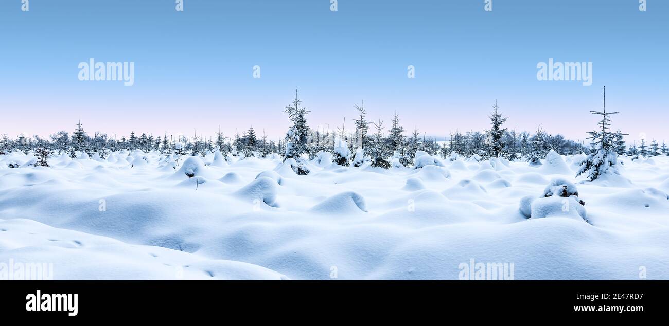 Paesaggio panoramico invernale innevato con alberi innevati. Foto Stock