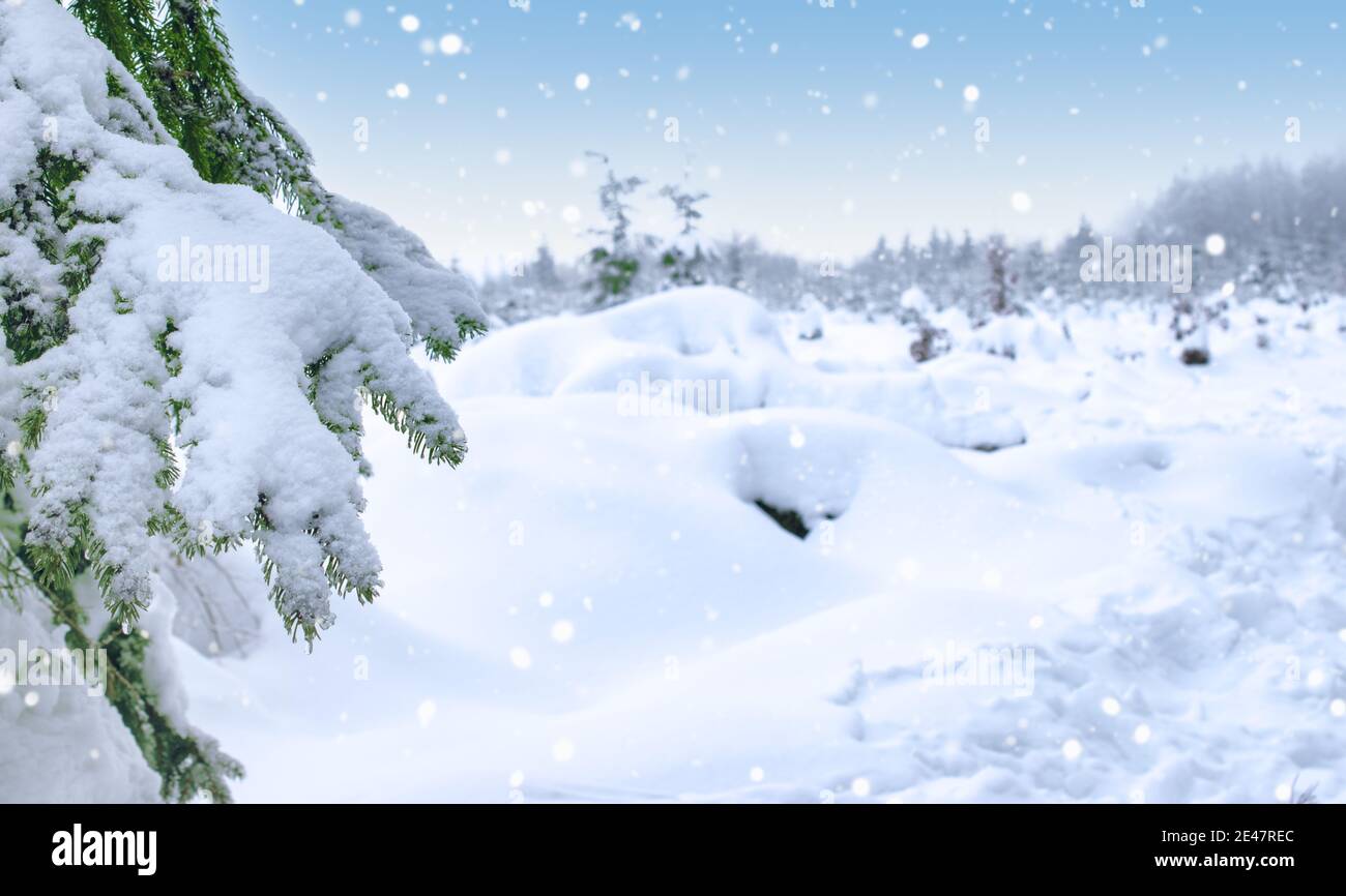 Albero innevato nel paesaggio invernale. Foto Stock