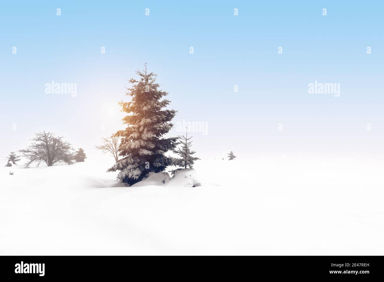 Abete nella neve. Freddo inverno paesaggio sfondo. Foto Stock