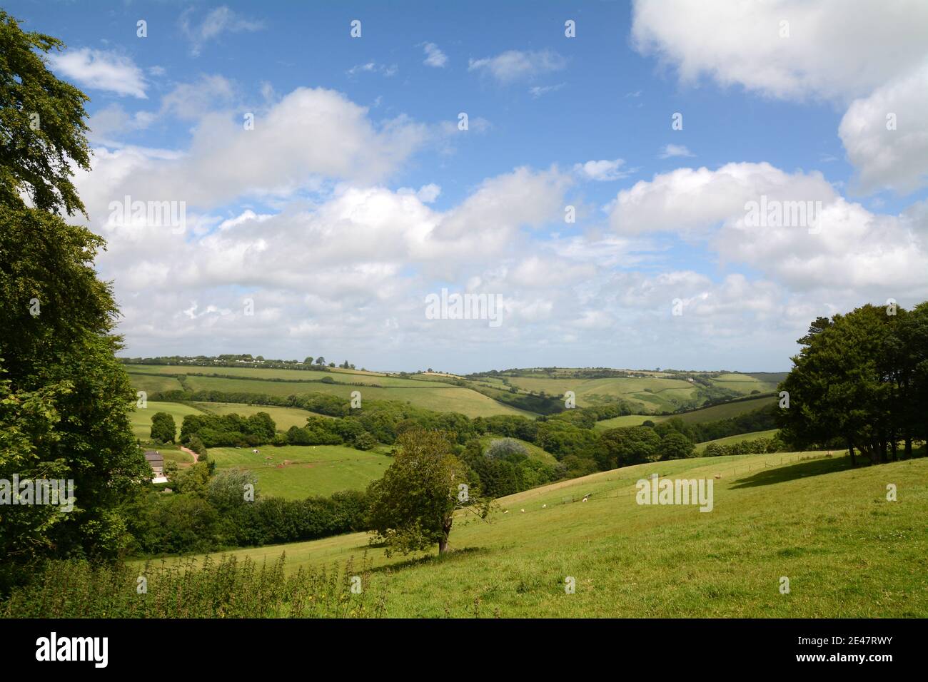 Immagine classica di una scena di campagna inglese. Colline ondulate, alberi e bianche nuvole soffici. Questo è vicino al sentiero costiero in Devon. Foto Stock