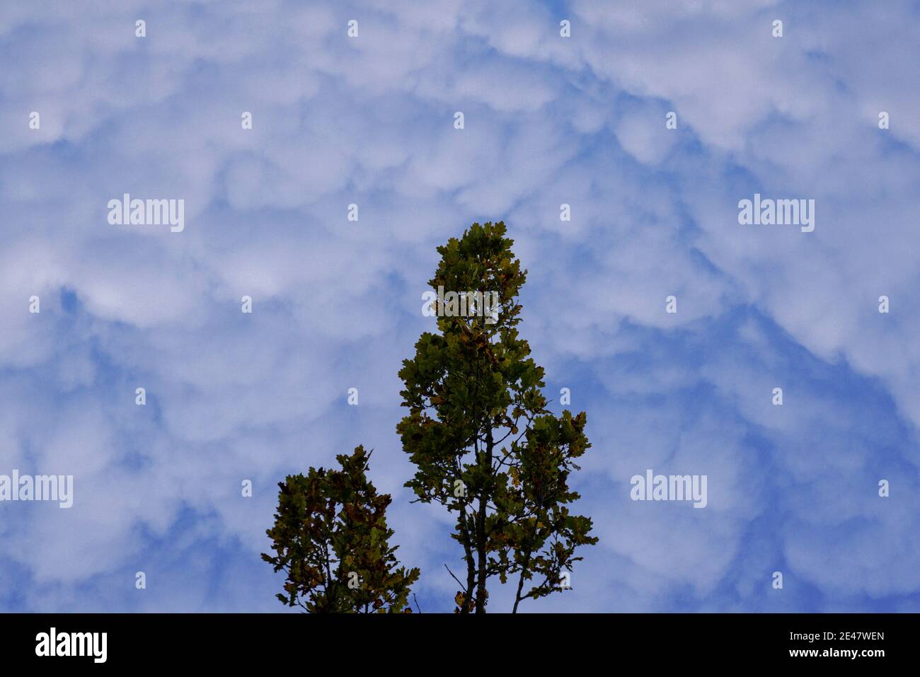 Bellissimo scatto della cima di un albero con un sfondo nuvoloso Foto Stock