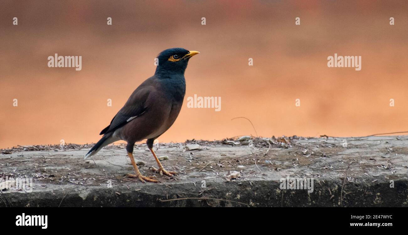 La migna comune o mynia indiana (Acristheres tristis), a volte scritta mynah, è un membro della famiglia Sturnidae (Starlings e mynas) nativo di AS Foto Stock