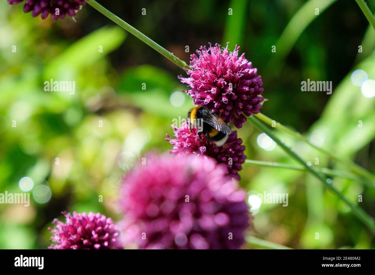 Api e bumblebee foraggio per il miele sul ornamentale viola dare un'occhiata Foto Stock