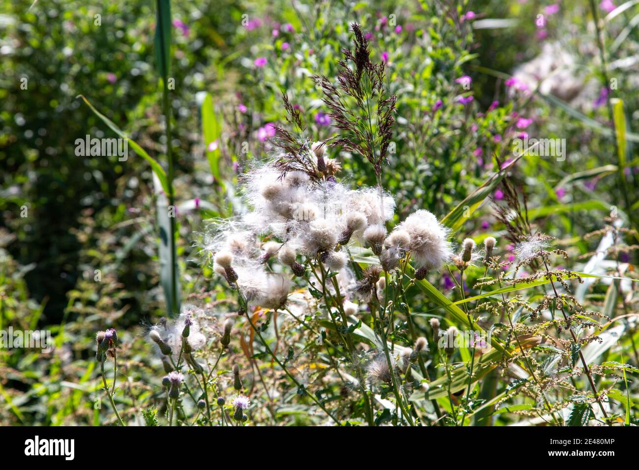 Thistle in fiore in un prato in estate. Foto Stock