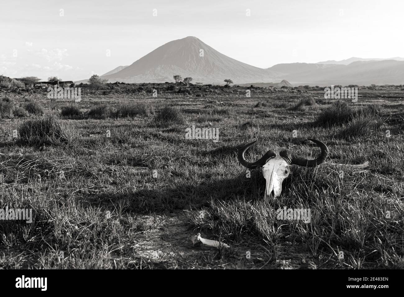 Cranio Wildebeest adagiato sull'erba con il vulcano OL Doinyo Lengai sullo sfondo; Tanzania Foto Stock