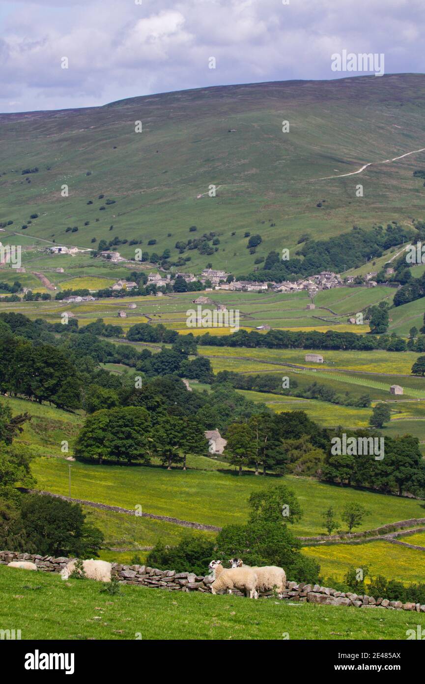 Una vista di Swaledale, Yorkshire Dales National Park, con pecore in primo piano con prati di fieno e il villaggio di Gunnerside in lontananza. Foto Stock