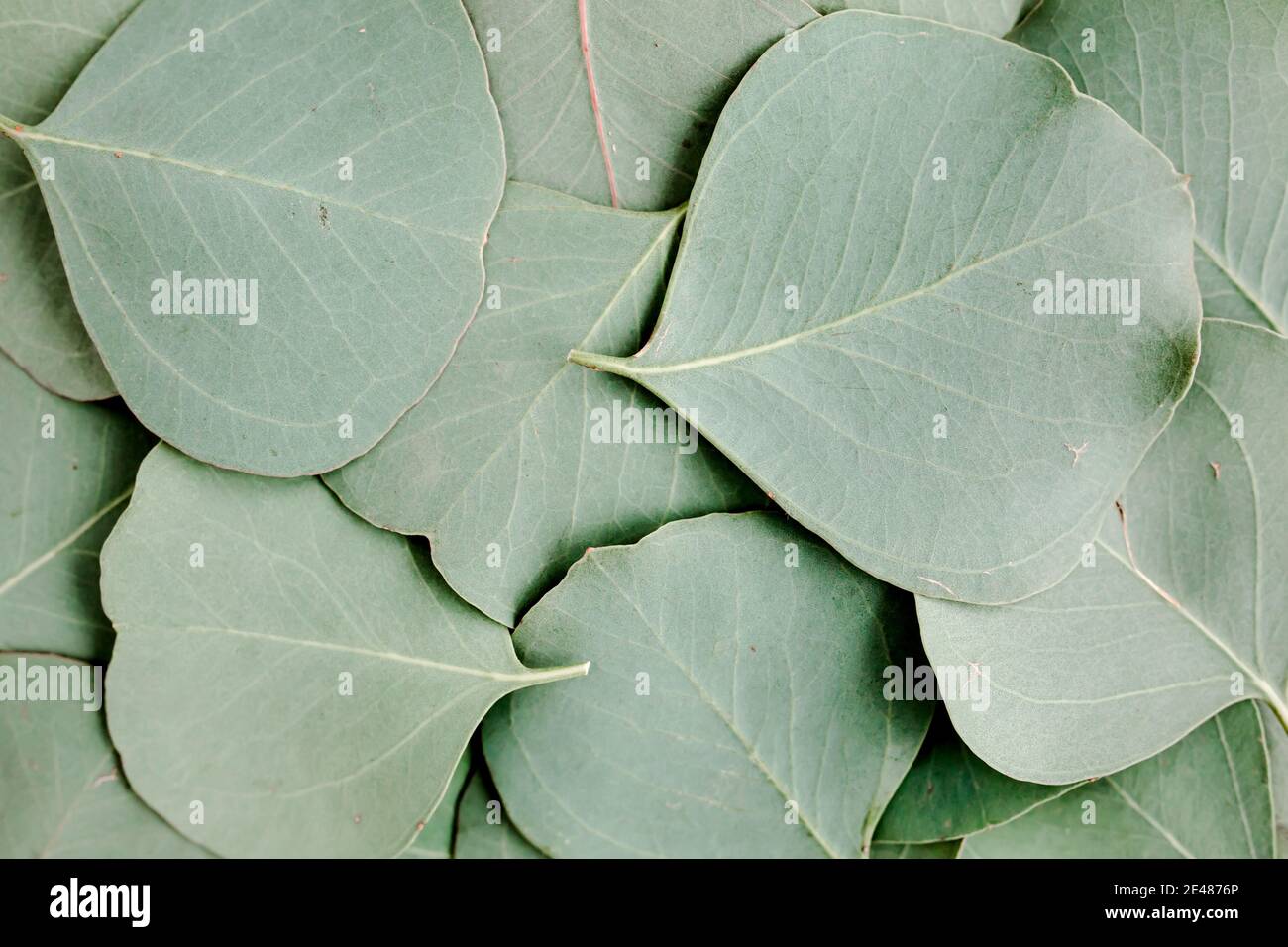 Sfondo, struttura fatta di foglie di eucalipto verde. Disposizione piatta, vista dall'alto Foto Stock