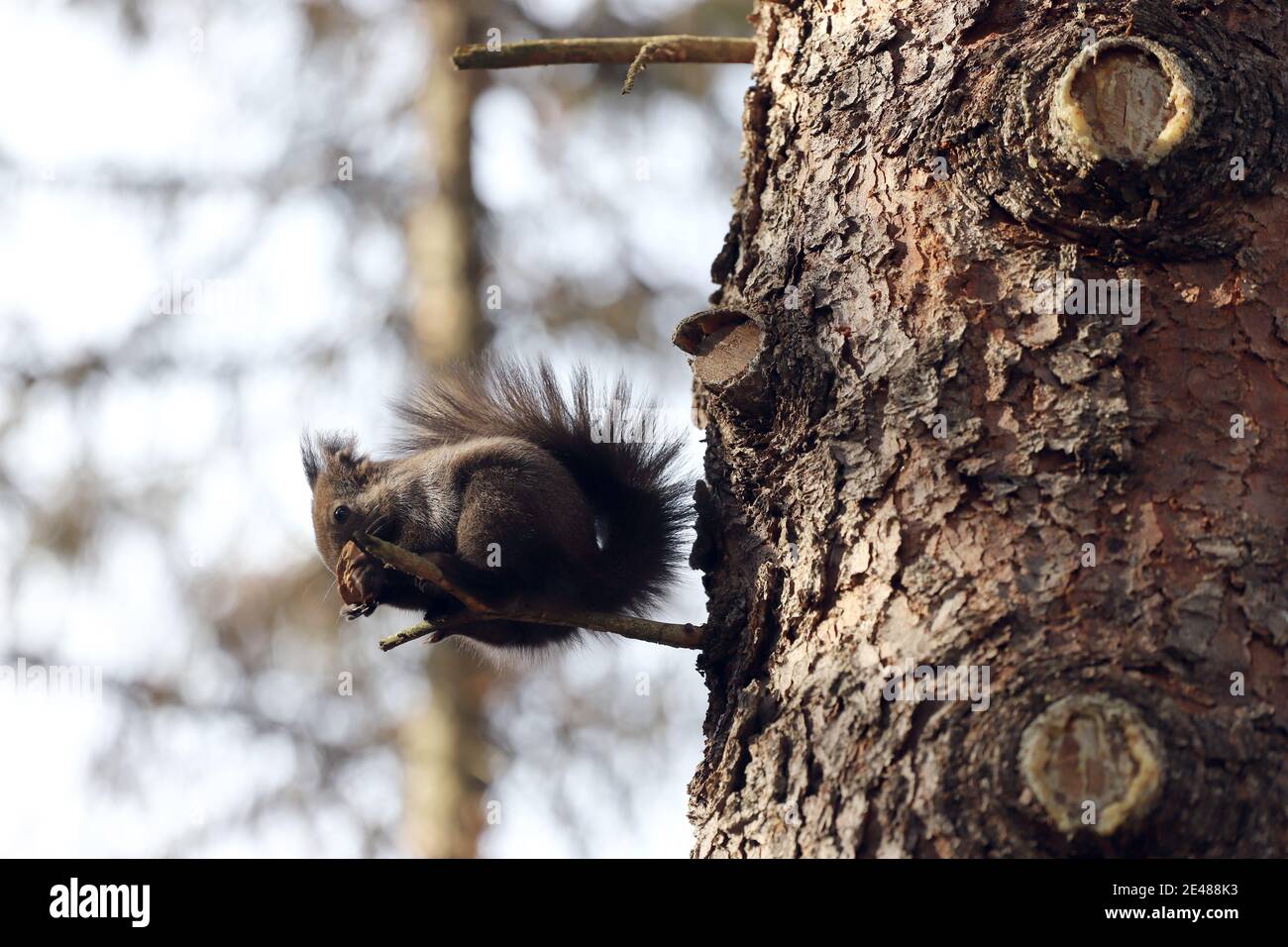 Lo scoiattolo mangia un dado su un ramo di albero Foto Stock