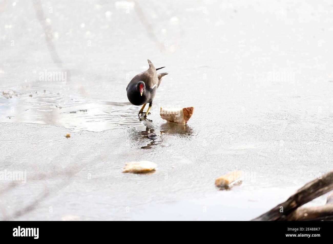 Comune moorhen (Gallinula chloropus) camminare su ghiaccio e mangiare pane. Gallina d'acqua o pollo di palude. Foto Stock