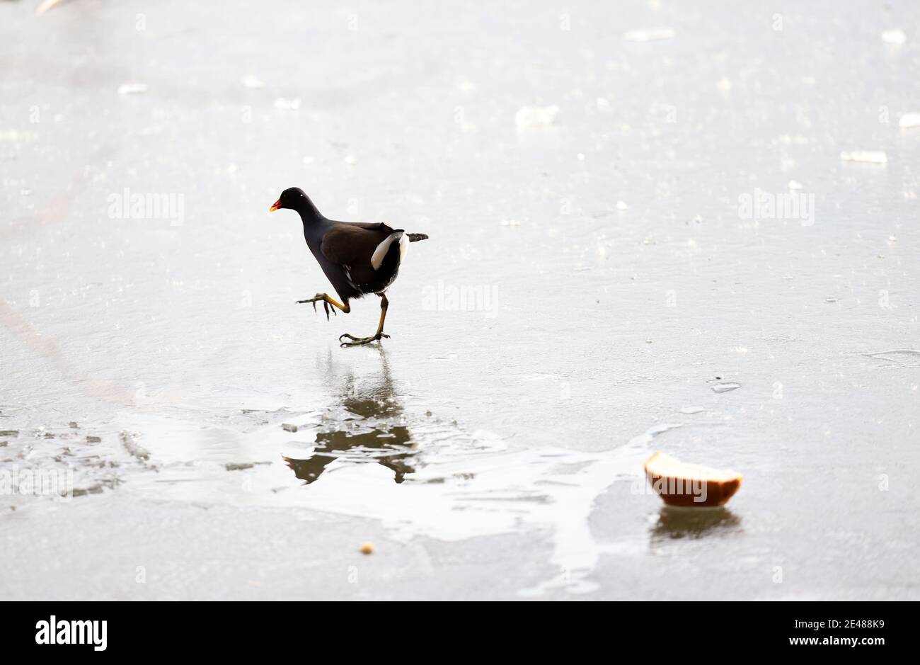 Comune moorhen (Gallinula chloropus) camminare su ghiaccio e mangiare pane. Gallina d'acqua o pollo di palude. Foto Stock