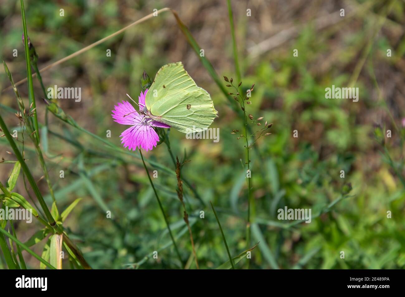 Farfalla di lemongrass su delicati, fiori rosa di garofani, Dianthus Foto Stock