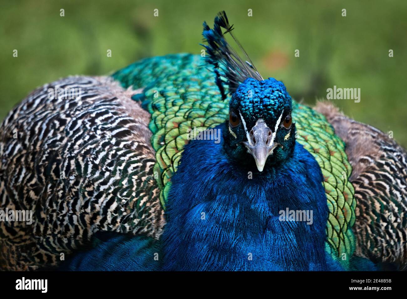 Pavone indiano maschile pavone, pavo cristatus, fissando alla telecamera coperta di maestose piume blu e verdi in un parco Foto Stock