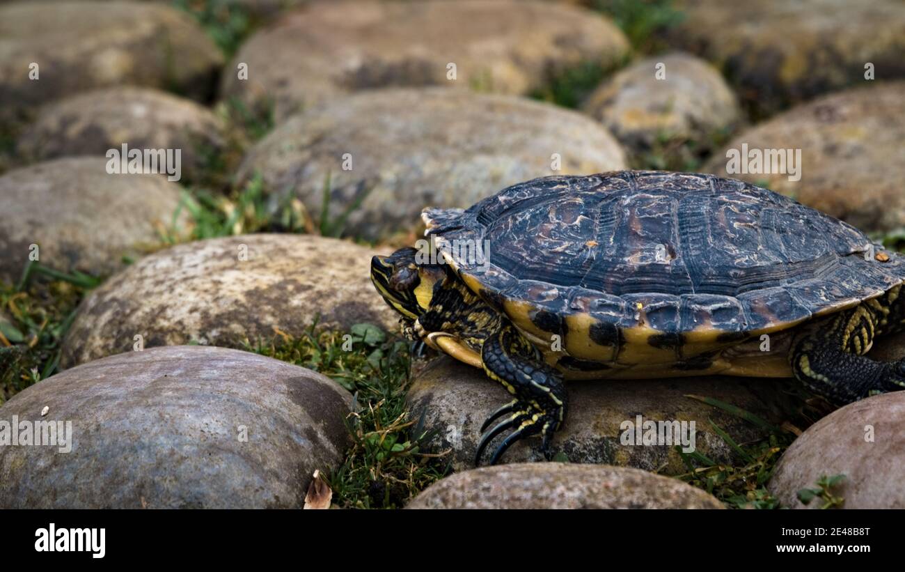 Stagno terrapin tartaruga, Trachemys scripta, strisciando attraverso la spiaggia rocciosa liscia Foto Stock
