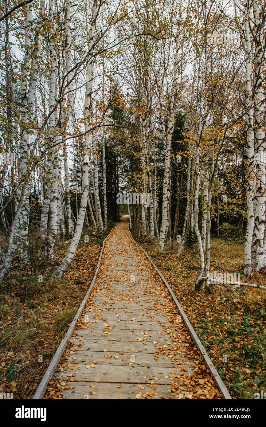 Foresta percorso di legno non persone. Un bel sentiero in legno che attraversa un vicolo di betulla nel Parco Nazionale di Sumava, repubblica Ceca. Colori autunnali naturali sc Foto Stock