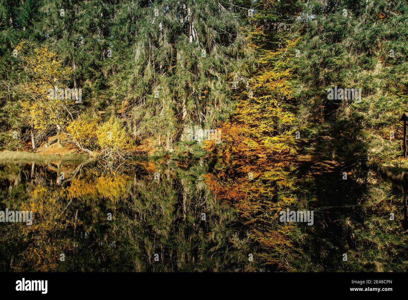 Lago di Boubin. Riflesso di alberi di caduta di Boubin Primeval Forest, Sumava Montagne, Repubblica Ceca. Serbatoio d'acqua situato all'altitudine di 925 m. Foto Stock