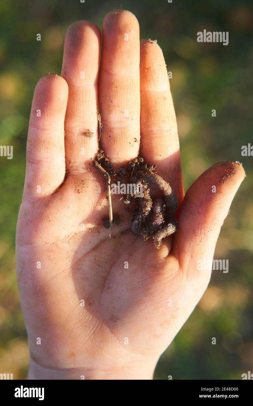 Le mani del bambino tengono il worm di terra in giardino Foto Stock