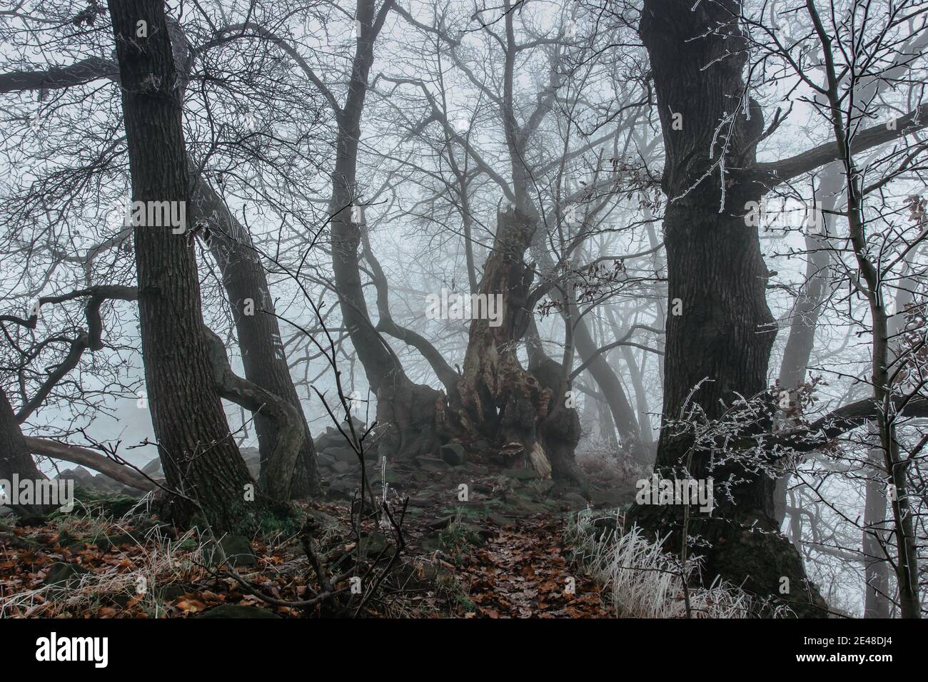 Alberi antichi magici in nebbia.Amazing misty Forest.Fantasy paesaggio con foresta nebbia, mattina frost.Fairy foresta in autunno.Fall Woods.Enchanted albero. Foto Stock