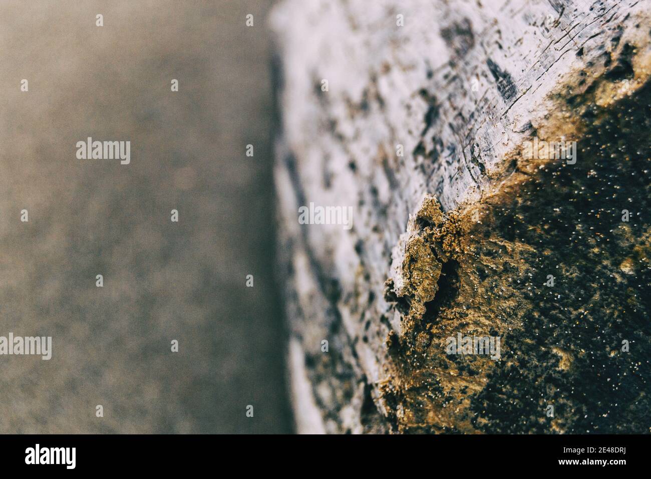tronco di un albero tagliato nella sabbia sul spiaggia vista da vicino con le sue crepe e texture Foto Stock