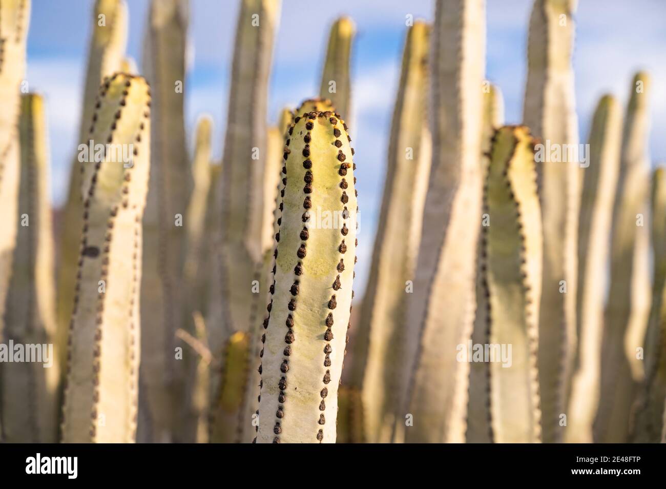 Euphorbia canariensis (cardon, canary spurge), Palm Mar, Tenerife, Isole Canarie, Spagna. Foto Stock